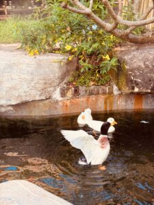 揽山院子：城市退半步，心就有地方坐下……